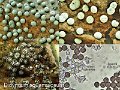Didymium squamulosum-amf2054